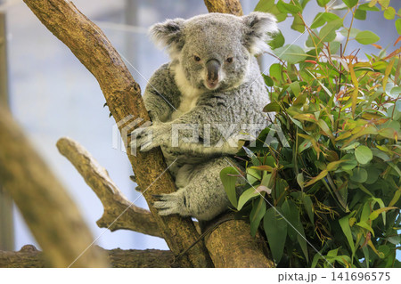 多摩動物公園 コアラ / Koala 141696575