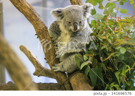 多摩動物公園 コアラ / Koala 多摩動物公園 コアラ / Koala 141696576