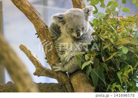多摩動物公園 コアラ / Koala 多摩動物公園 コアラ / Koala 141696578