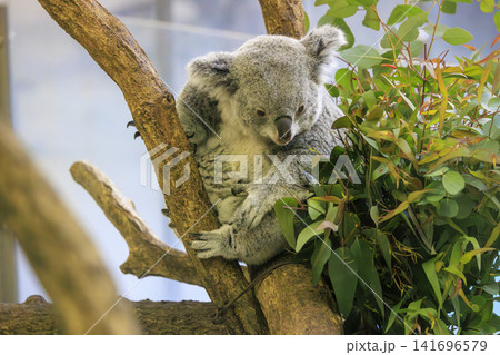 多摩動物公園 コアラ / Koala 141696579