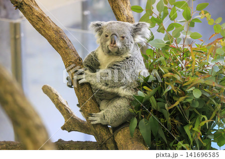 多摩動物公園 コアラ / Koala 141696585