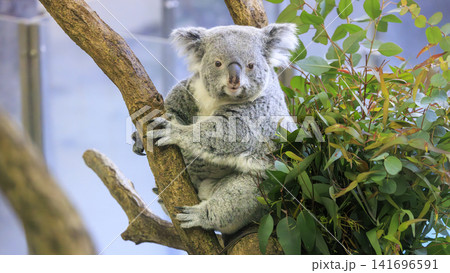 多摩動物公園 コアラ / Koala 多摩動物公園 コアラ / Koala 141696591