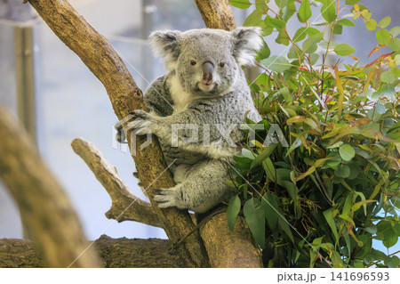 多摩動物公園 コアラ / Koala 多摩動物公園 コアラ / Koala 141696593