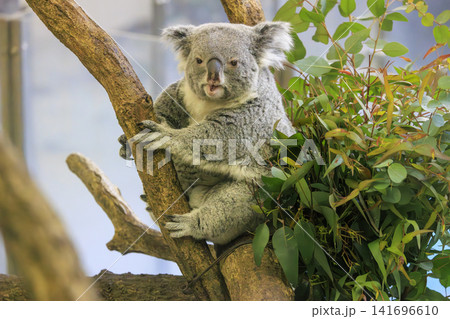多摩動物公園 コアラ / Koala 多摩動物公園 コアラ / Koala 141696610