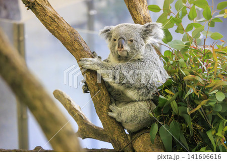 多摩動物公園 コアラ / Koala 多摩動物公園 コアラ / Koala 141696616
