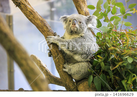 多摩動物公園 コアラ / Koala 多摩動物公園 コアラ / Koala 141696629