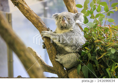 多摩動物公園 コアラ / Koala 多摩動物公園 コアラ / Koala 141696634