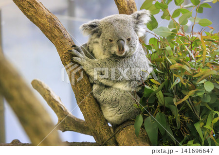 多摩動物公園 コアラ / Koala 多摩動物公園 コアラ / Koala 141696647