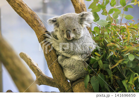 多摩動物公園 コアラ / Koala 多摩動物公園 コアラ / Koala 141696650
