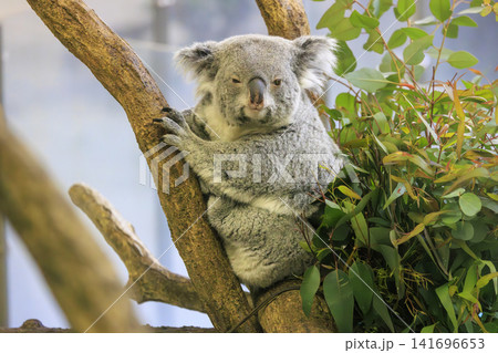 多摩動物公園 コアラ / Koala 多摩動物公園 コアラ / Koala 141696653