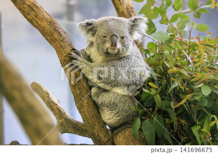 多摩動物公園 コアラ / Koala 多摩動物公園 コアラ / Koala 141696675