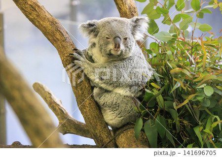 多摩動物公園 コアラ / Koala 多摩動物公園 コアラ / Koala 141696705