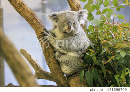 多摩動物公園 コアラ / Koala 多摩動物公園 コアラ / Koala 141696706