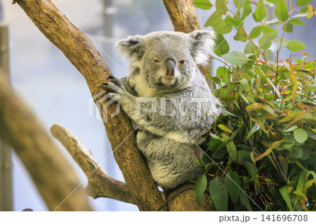 多摩動物公園 コアラ / Koala 141696708