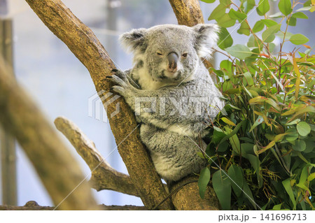 多摩動物公園 コアラ / Koala 多摩動物公園 コアラ / Koala 141696713