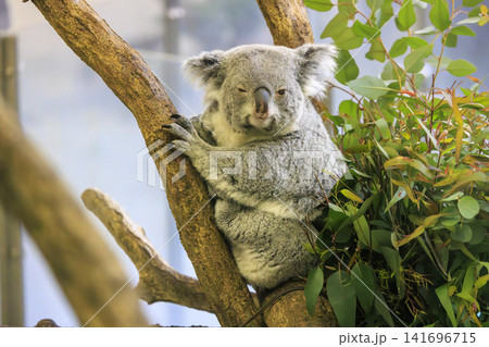 多摩動物公園 コアラ / Koala 多摩動物公園 コアラ / Koala 141696715