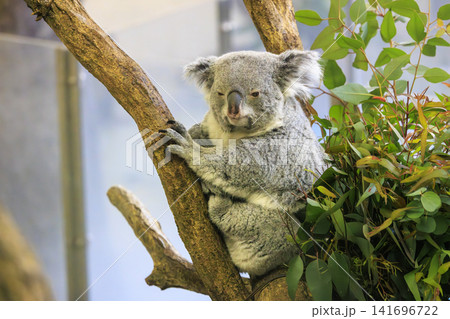 多摩動物公園 コアラ / Koala 多摩動物公園 コアラ / Koala 141696722