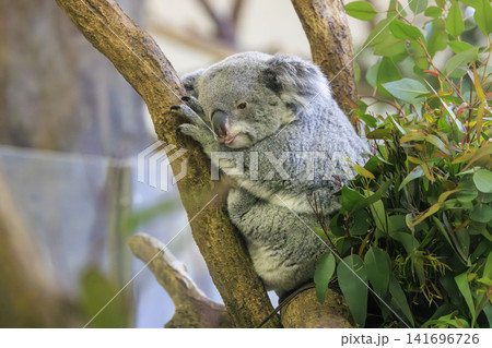 多摩動物公園 コアラ / Koala 141696726
