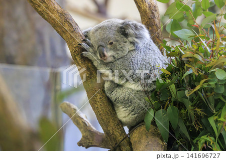 多摩動物公園 コアラ / Koala 多摩動物公園 コアラ / Koala 141696727