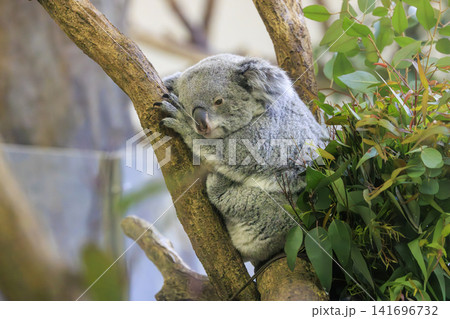 多摩動物公園 コアラ / Koala 多摩動物公園 コアラ / Koala 141696732