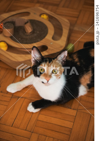 Young calico cat resting indoors and looking directly at the camera. Clean pet portrait emphasizing expressive eyes, colorful fur, and calm behavior 141696754