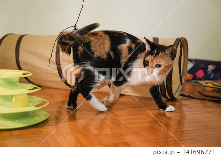 Young calico cat walking beside interactive toys and a play tunnel indoors. Everyday pet lifestyle scene featuring curiosity, movement, and environmental enrichment Young calico cat walking beside interactive toys and a play tunnel indoors. Everyday pet lifestyle scene featuring curiosity, movement, and environmental enrichment 141696771