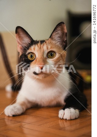 Close up portrait of a young calico cat looking directly into the camera. Indoor pet photography highlighting expressive eyes and distinctive tricolor markings Close up portrait of a young calico cat looking directly into the camera. Indoor pet photography highlighting expressive eyes and distinctive tricolor markings 141696772