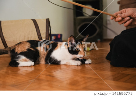 Young calico cat crouching on the floor while watching a feather wand toy. Indoor pet behavior showing focus, anticipation, and playful hunting instincts Young calico cat crouching on the floor while watching a feather wand toy. Indoor pet behavior showing focus, anticipation, and playful hunting instincts 141696773
