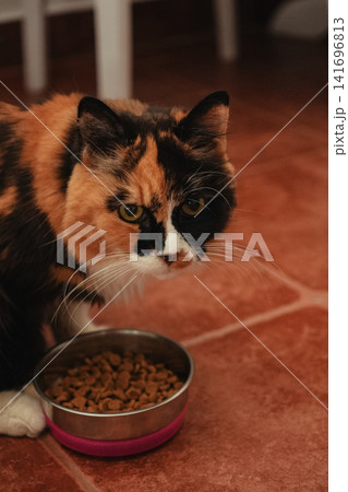 Long haired calico cat waiting beside a bowl of dry food indoors. Everyday pet feeding scene representing nutrition, home care, and responsible pet ownership 141696813