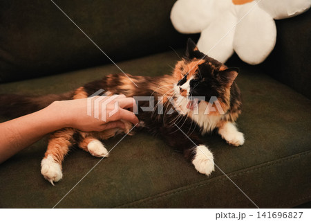 Woman scratching a relaxed long haired calico cat while it lounges comfortably on a sofa. Cozy home lifestyle scene expressing affection, trust, and companionship 141696827