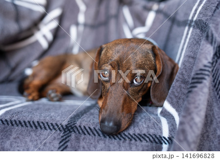 Brown small dachshund lying on the sofa.Brown small dachshund lying on the sofa. Pets. Comfort. 141696828