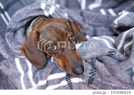 Adorable brown dachshund dog cozy wrapped in soft grey striped blanket and looking at camera. Adorable brown dachshund dog cozy wrapped in soft grey striped blanket and looking at camera. 141696839