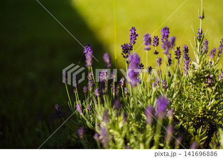Lavender flowers glowing in warm sunlight with soft bokeh and natural green background. Aromatic garden scene representing summer nature. 141696886