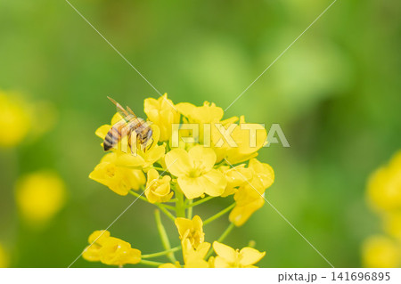 春の菜の花と蜜を集めるミツバチ15 春の菜の花と蜜を集めるミツバチ15 141696895
