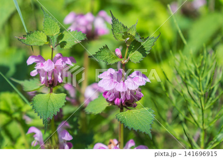 春の森 オドリコソウの紫色の花04 春の森 オドリコソウの紫色の花04 141696915