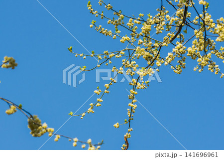 アオモジの花と春の青空02 アオモジの花と春の青空02 141696961