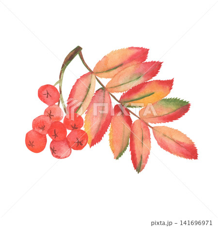 Watercolor rowan branch with berries and autumn leaves isolated on white Watercolor rowan branch with berries and autumn leaves isolated on white 141696971