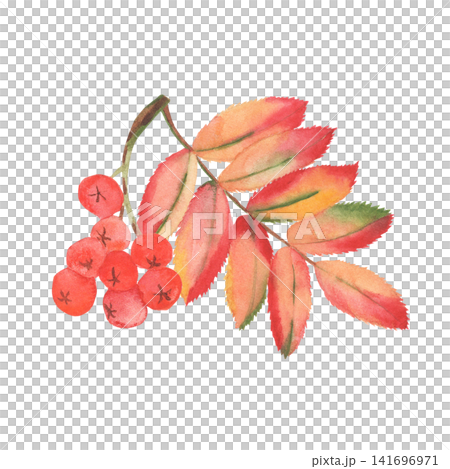 Watercolor rowan branch with berries and autumn leaves isolated on white Watercolor rowan branch with berries and autumn leaves isolated on white 141696971