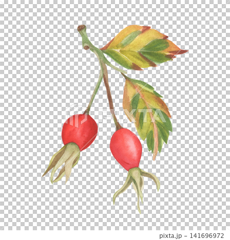 Watercolor rose hip branch with autumn leaves isolated on white Watercolor rose hip branch with autumn leaves isolated on white 141696972