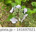 ガクアジサイの装飾花とつぼみ 淡い青の小花 141697021