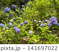 青いアジサイが咲く初夏の林 神戸市立森林植物園 141697022