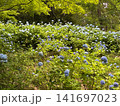 森に広がるアジサイの大群生 神戸市立森林植物園 141697023