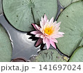 水面に浮かぶピンクの睡蓮の花 初夏の池 141697024