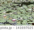 睡蓮の葉に囲まれて咲く白とピンクの花 長谷池 141697025