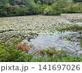 睡蓮の葉に覆われた長谷池 神戸市立森林植物園 141697026