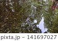 静かな水面に映り込む木々 森の水鏡 141697027