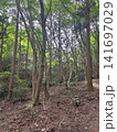 まっすぐ伸びる木立の森 六甲山の新緑 141697029