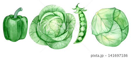 Watercolor illustration, set of green vegetables. cabbage, pepper, and green peas. 141697186