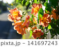 道端に咲くノウゼンカズラ 141697243
