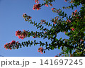 青空に映える百日紅の花 141697245